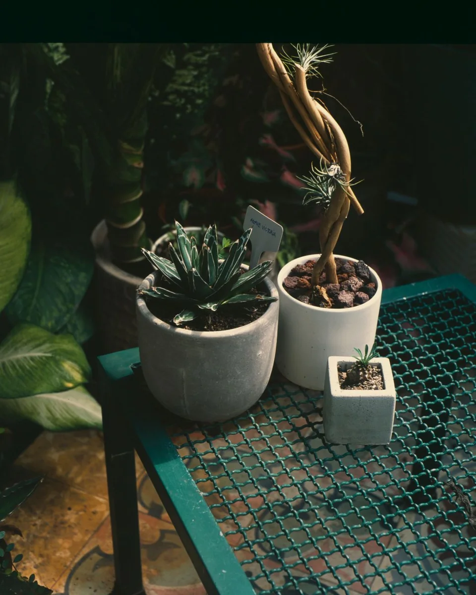 Chậu Cây Nhỏ