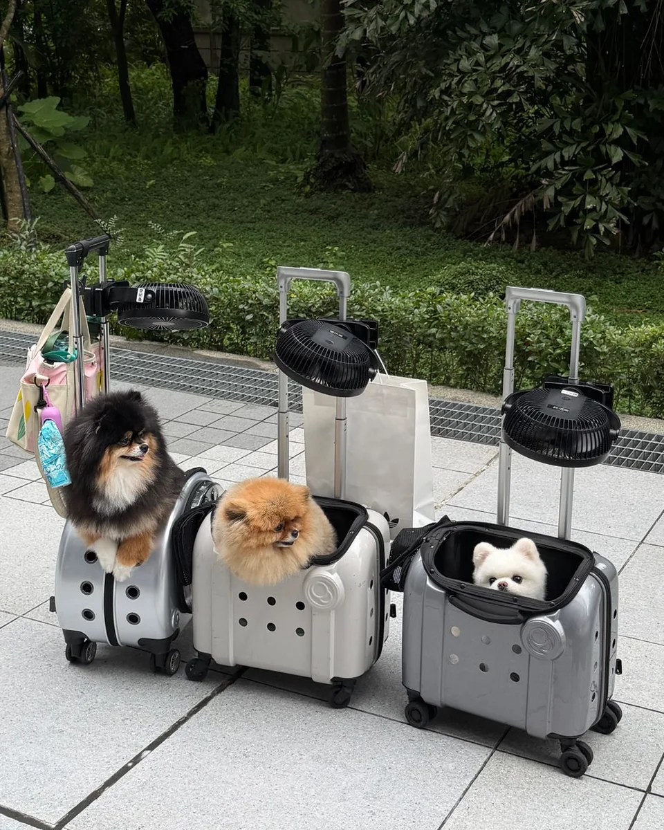 Thảm dã ngoại nhỏ