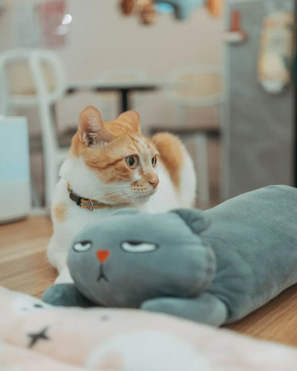 Vòng cổ mèo
